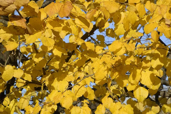 リンデンの黄色の葉。木の枝に葉が黄変します。リンデンの葉から秋の背景。紅葉が綺麗します。 — ストック写真