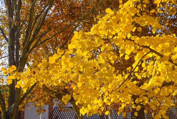 Жовте листя липи. Пожовтіння листя на гілках дерева. Осінній фон з листя липи. Жовте осіннє листя — стокове фото