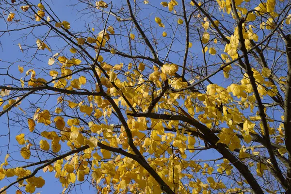 Żółte liście lipy. Żółknięcie liści na gałęziach drzewa. Jesienne tło z liści lipy. Żółty jesienny liść — Zdjęcie stockowe