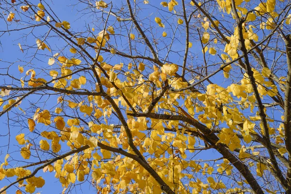 Folhas amarelas de uma tília. Folhas amareladas nos ramos de uma árvore. Fundo de outono de folhas de uma tília. Folhas de outono amarelas — Fotografia de Stock