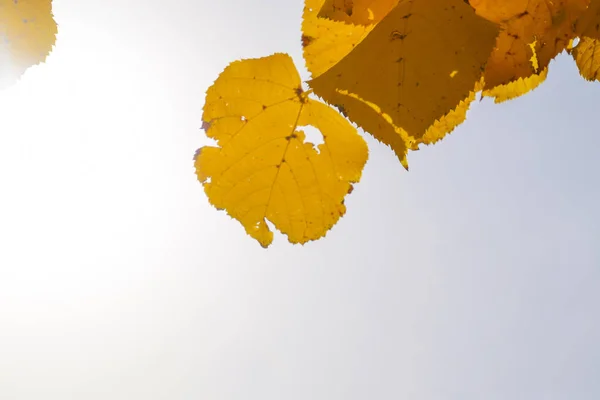 椴树的黄色叶子对天空和背光。秋天的背景从椴树的叶子。黄秋叶 — 图库照片