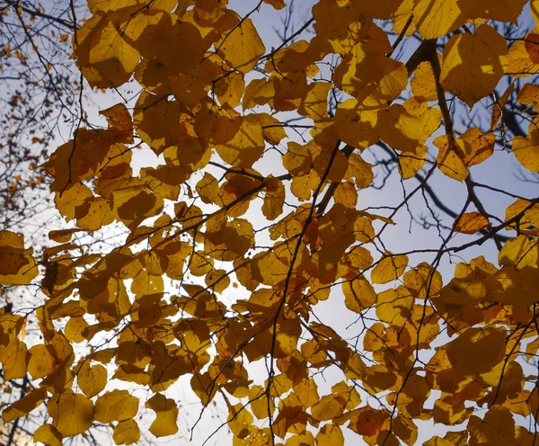 Folhas amarelas de tília contra o céu e a luz de fundo. Fundo de outono de folhas de uma tília. Folhas de outono amarelas — Fotografia de Stock