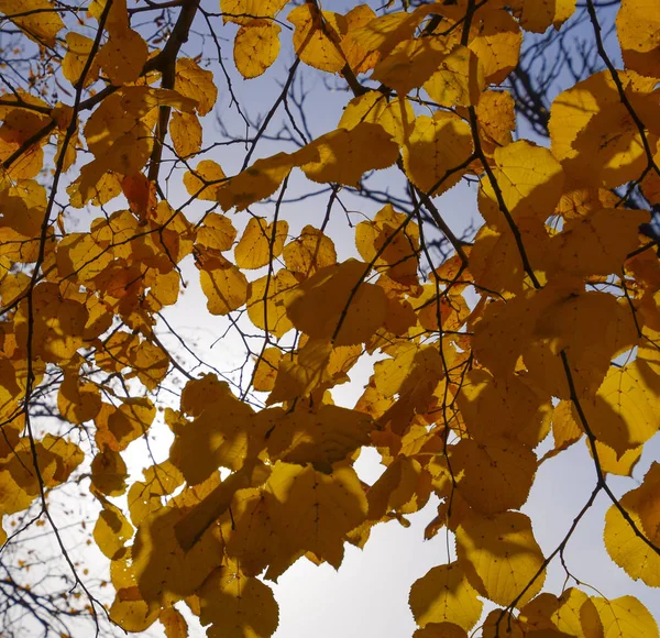 Folhas amarelas de tília contra o céu e a luz de fundo. Fundo de outono de folhas de uma tília. Folhas de outono amarelas — Fotografia de Stock