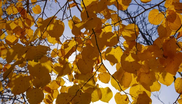 Feuilles jaunes de tilleul contre le ciel et le contre-jour. Fond d'automne à partir des feuilles d'un tilleul. Feuilles d'automne jaunes — Photo