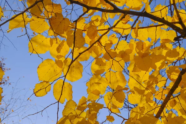 Folhas amarelas de tília contra o céu e a luz de fundo. Fundo de outono de folhas de uma tília. Folhas de outono amarelas — Fotografia de Stock