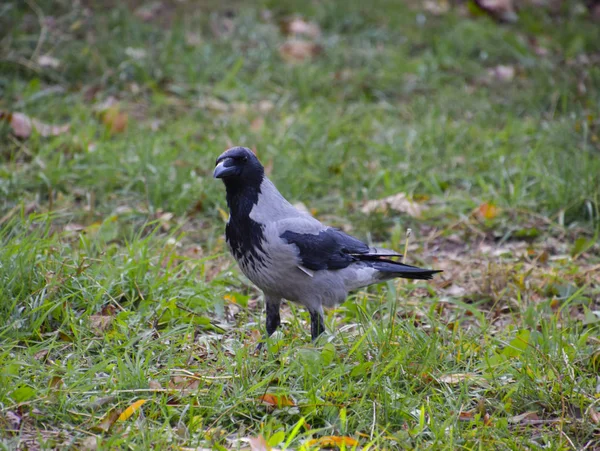 Kråka på gräset. En fågel i familjen kråkfåglar — Stockfoto