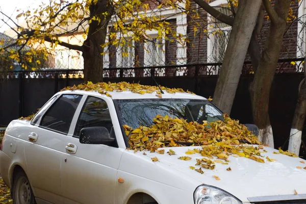 Arabadaki sarı yapraklar kuru. Sonbahar yaprak Güz — Stok fotoğraf