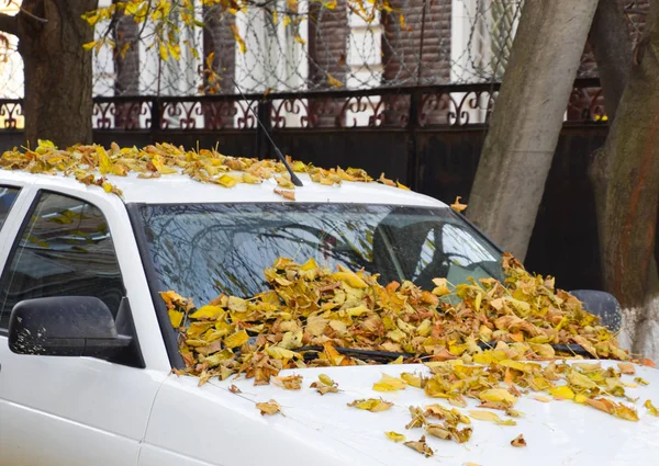 Arabadaki sarı yapraklar kuru. Sonbahar yaprak Güz — Stok fotoğraf