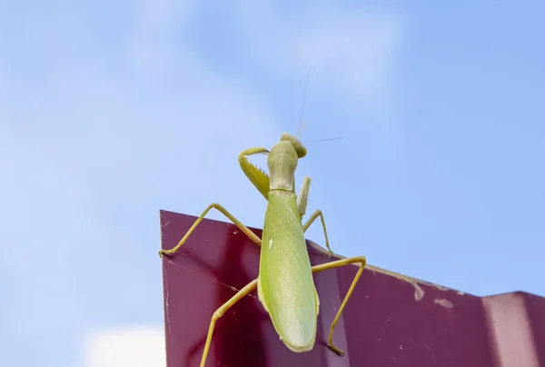 Praying mantis på ett rött staket. Predator insekt mantis. — Stockfoto