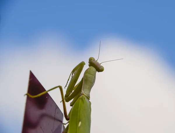 Praying mantis på ett rött staket. Predator insekt mantis. — Stockfoto