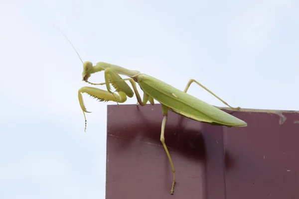 Rezando mantis en una cerca roja. Mantis de insectos predadores . — Foto de Stock