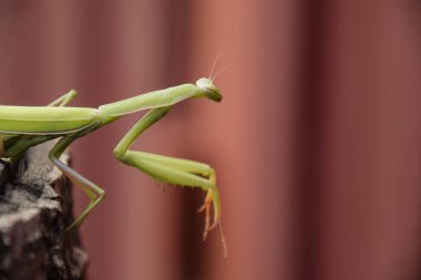 Kırmızı bir arka plan üzerine peygamber devesi. Çiftleşme mantises. Mantis böcek yırtıcı hayvan.