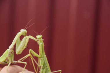 Kırmızı bir arka plan üzerine peygamber devesi. Çiftleşme mantises. Mantis böcek yırtıcı hayvan.