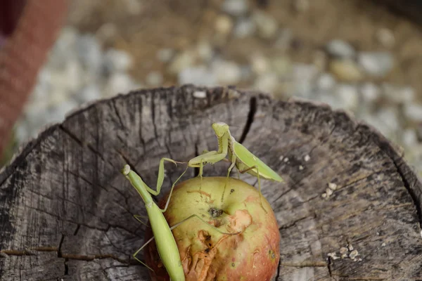 La mante priante mâle sur la pomme. Mante cherche des proies. Prédateur des insectes Mantis . — Photo
