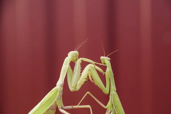 Mantis, piros háttéren. Párzás sáska, szöcske. Sáska rovar ragadozó. — Stock Fotó