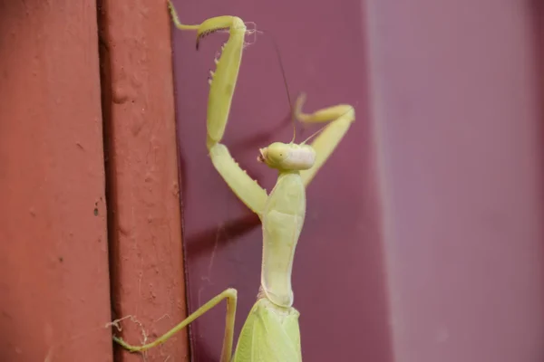 Mantis on red fence. Mating mantises. Mantis insect predator. — Stock Photo, Image