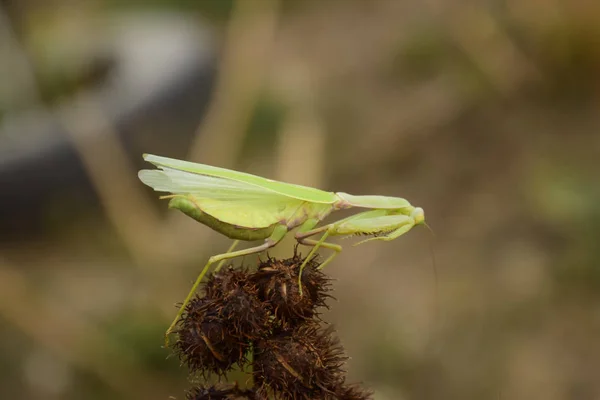 A tong-a Mantis. Párzás sáska, szöcske. Sáska rovar ragadozó. — Stock Fotó