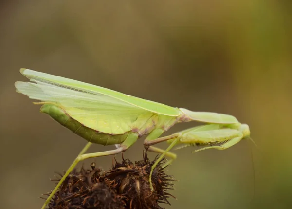 A tong-a Mantis. Párzás sáska, szöcske. Sáska rovar ragadozó. — Stock Fotó