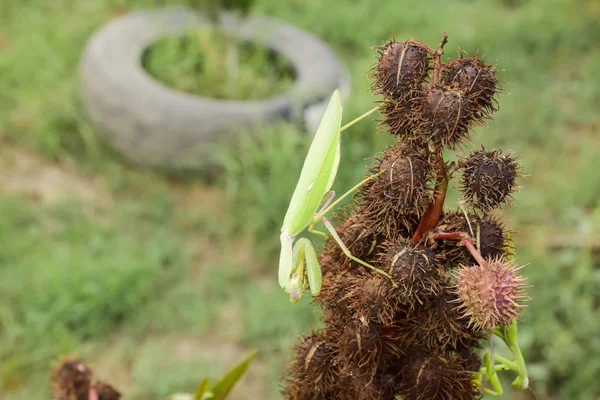Mantis en la tanga. Emparejando mantis. Depredador de insectos Mantis . — Foto de Stock