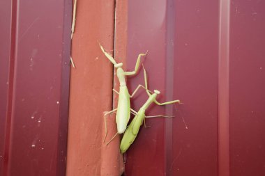 Peygamber devesi üzerinde kırmızı çit. Çiftleşme mantises. Mantis böcek yırtıcı hayvan.