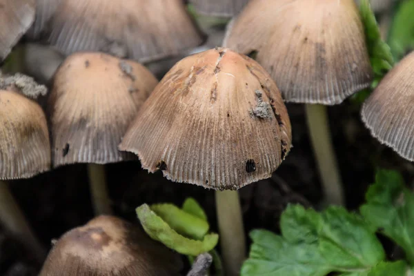 Falsche Pilze Auf Dem Boden Das Wachstum Von Pilzen Auf — Stockfoto