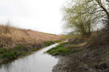 Söğüt ağacı nehrin kıyısında. Bahar manzara nehir kıyısında.