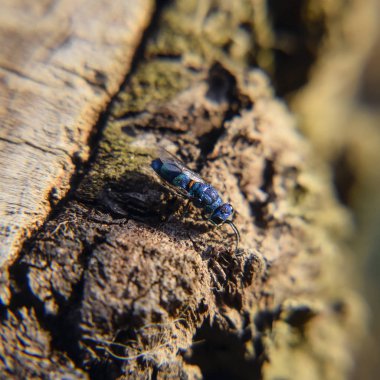 Ruby - kuyruklu arı Chrysis ignita