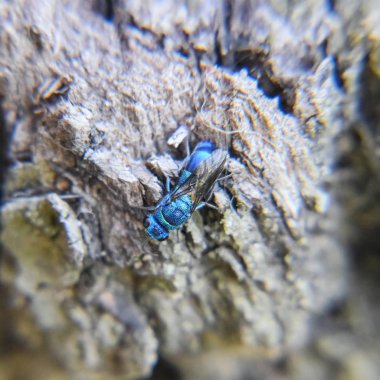 Ruby - kuyruklu arı Chrysis ignita