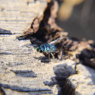 Ruby - kuyruklu arı Chrysis ignita