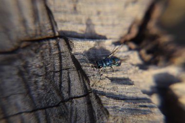 Ruby - kuyruklu arı Chrysis ignita