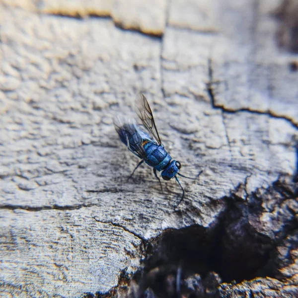 Der Rubin Der Schwanz Der Wespe Chrysis Zündet — Stockfoto