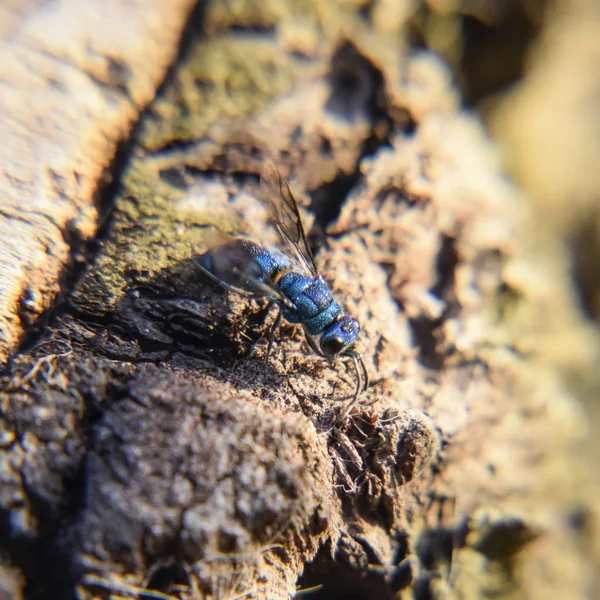 Rubi Seguiu Vespa Chrysis Ignita — Fotografia de Stock