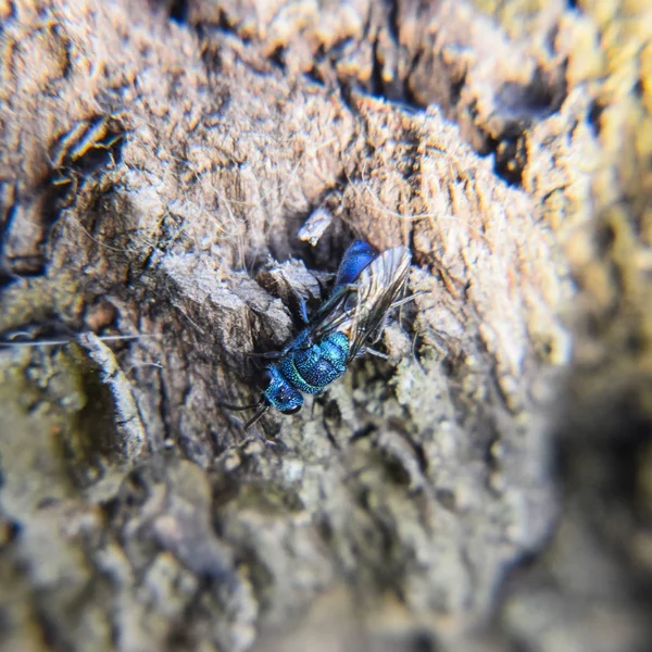 Ruby - kuyruklu arı Chrysis ignita