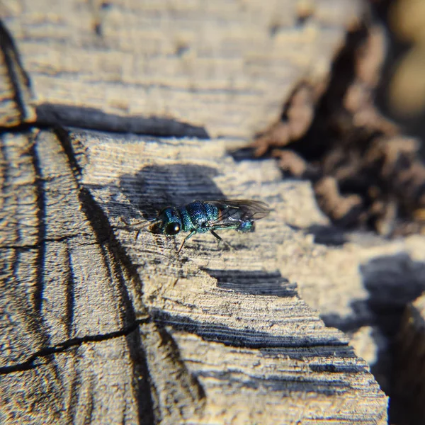 Ruby - kuyruklu arı Chrysis ignita