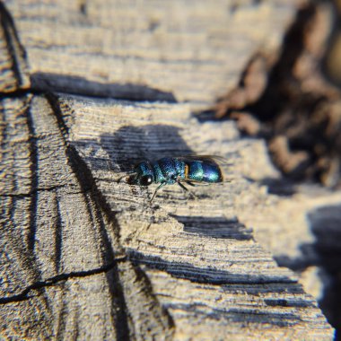 Ruby - kuyruklu arı Chrysis ignita