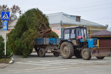 Rusya, Poltavskaya köyü - 21 Ocak 2016: Noel ağacı sökülmesi