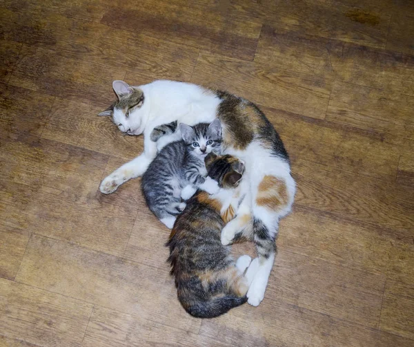 Gato Calico Alimentando Leite Gatinho Amamentar Gatinhos Gato Chupar Mamas — Fotografia de Stock