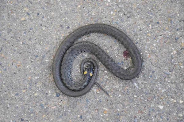 Ular siqilmaguncha sikishadi