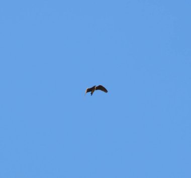 Mavi gökyüzünde bir kuş. Bir mavi gökyüzü arka plan üzerinde uçan kuş siluet.