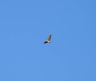 Mavi gökyüzünde bir kuş. Bir mavi gökyüzü arka plan üzerinde uçan kuş siluet.