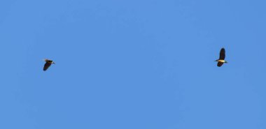 Mavi gökyüzünde bir kuş. Bir mavi gökyüzü arka plan üzerinde uçan kuş siluet.