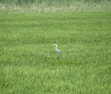 Baş heron pirinç çalılıkları arasında. Çim su kuşları.