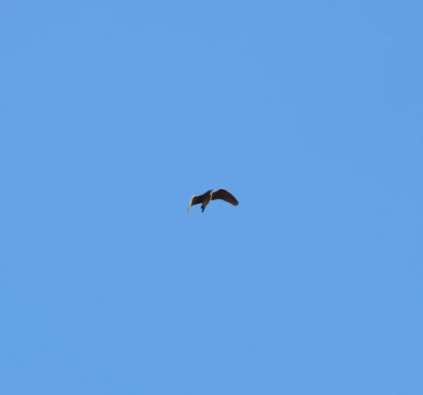 Pássaro Céu Azul Silhueta Pássaro Voador Fundo Azul Céu — Fotografia de Stock