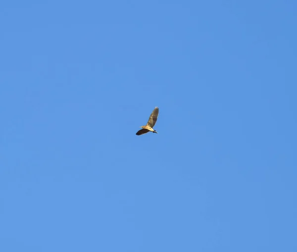 Птица Голубом Небе Силуэт Летающей Птицы Голубом Фоне Неба — стоковое фото