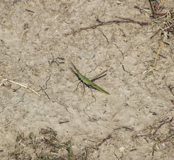 Saltamontes Verdes Suelo Insecto Ortóptero — Foto de Stock
