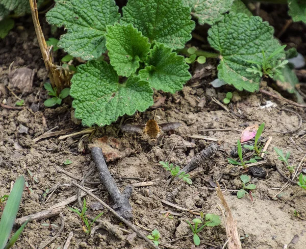 Leci Bombyliidae Nad Ziemią Trawie — Zdjęcie stockowe