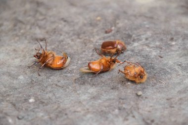 Yere baktım Doğu. Haşere bitki kök sistemi, Imago.