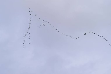 Güneye uçan kaz arasına bir şey koy. Kuşların mevsimlik göçler.