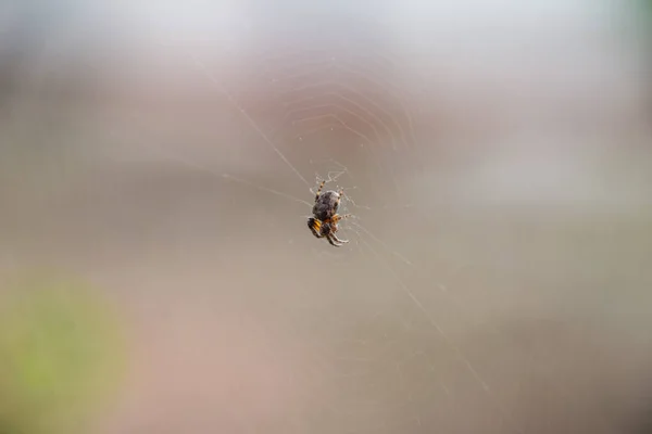 Liten Spindel Hans Nät Araneus Lovcen Spider Network — Stockfoto