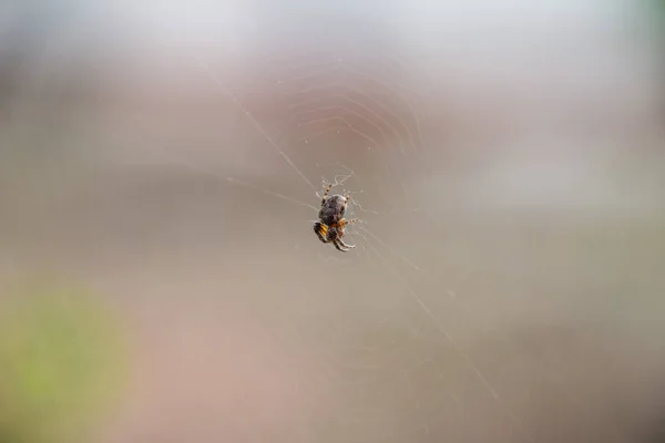 Petite Araignée Dans Toile Araneus Lovcen Réseau Araignées — Photo